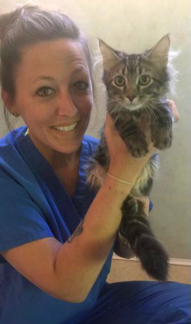 Dodgers rally cat named Milo Kitty is team's No. 1 feline fan