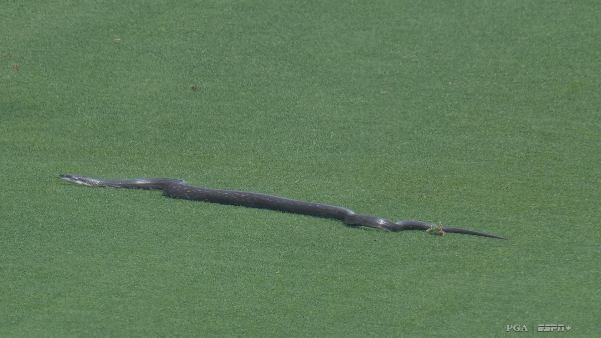 Furry, feathered and winged: Creatures run loose in stadiums