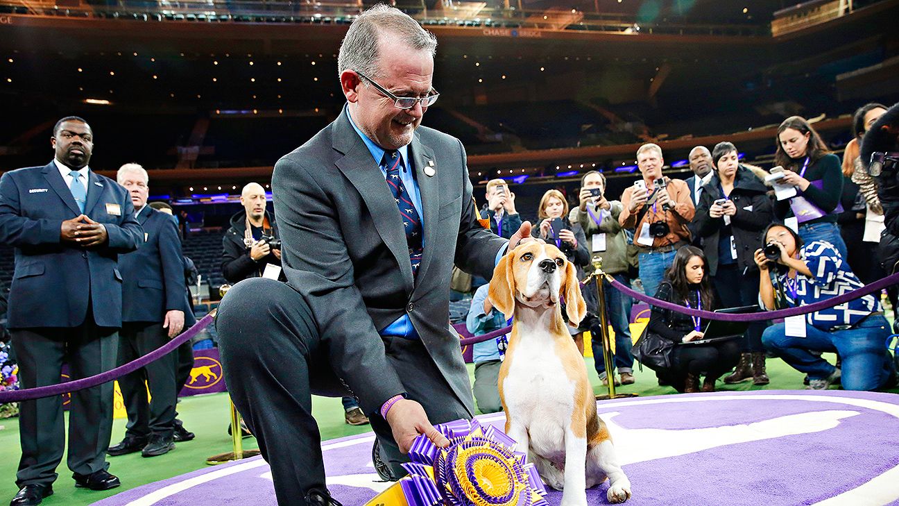 Beagle claims best in show at Westminster Kennel Club ESPN