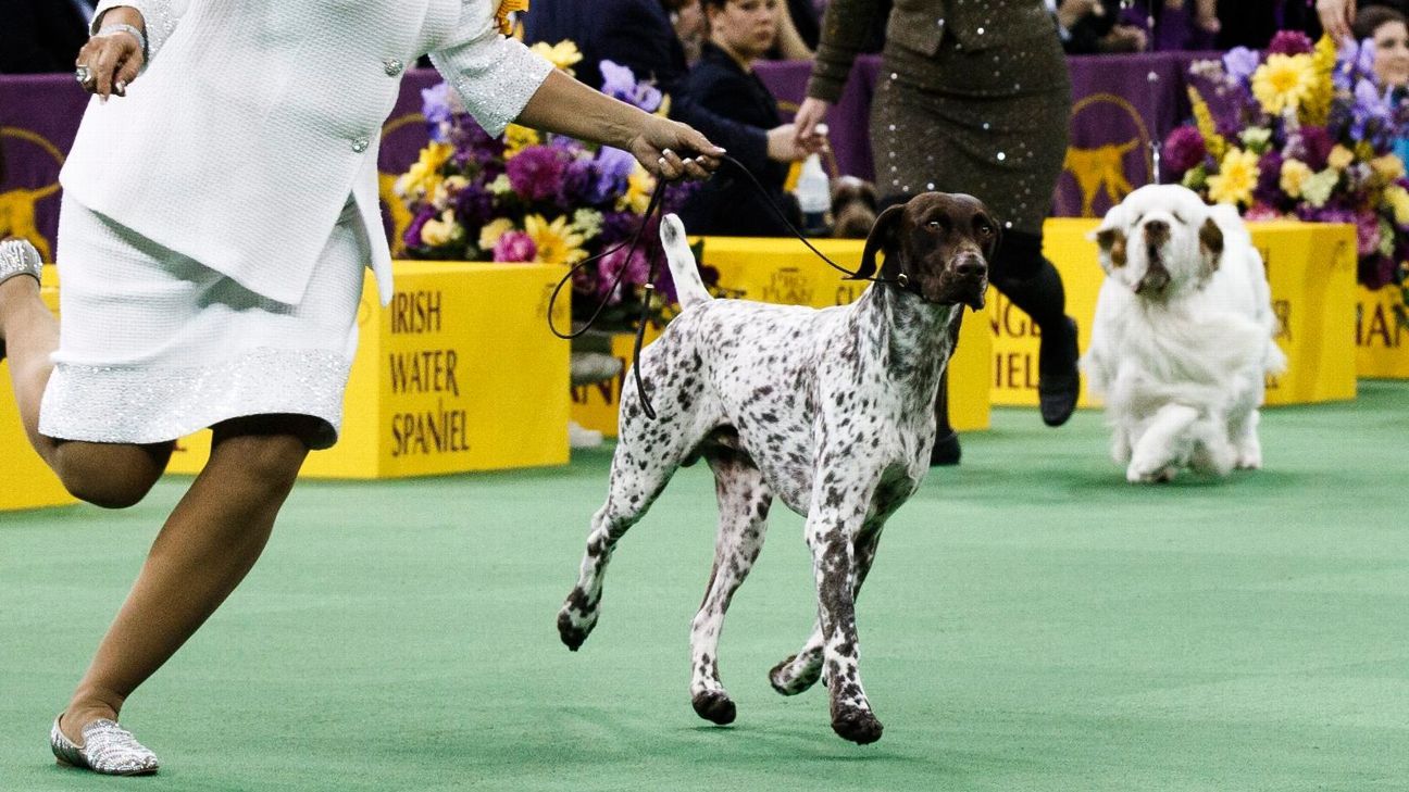 Cj The German Shorthaired Pointer Wins Westminster Dog Show