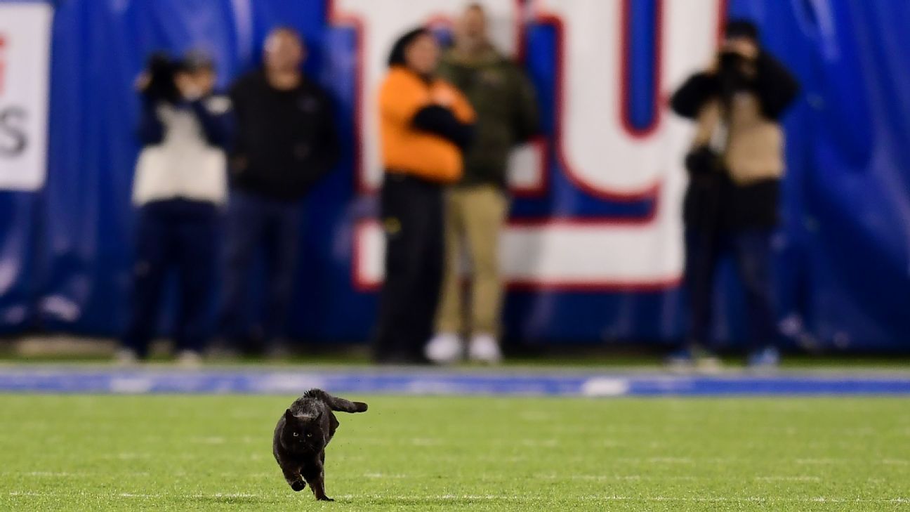 Football cat: Viral black cat from Monday Night Football still on the loose  at MetLife Stadium - CBS News