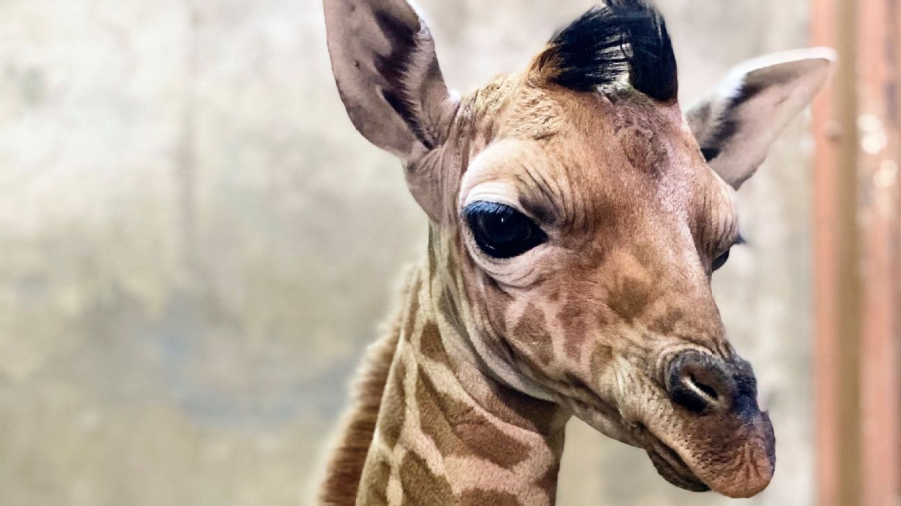 Giraffe named after Memphis Grizzlies star Ja Morant sent from Memphis to a Utah..