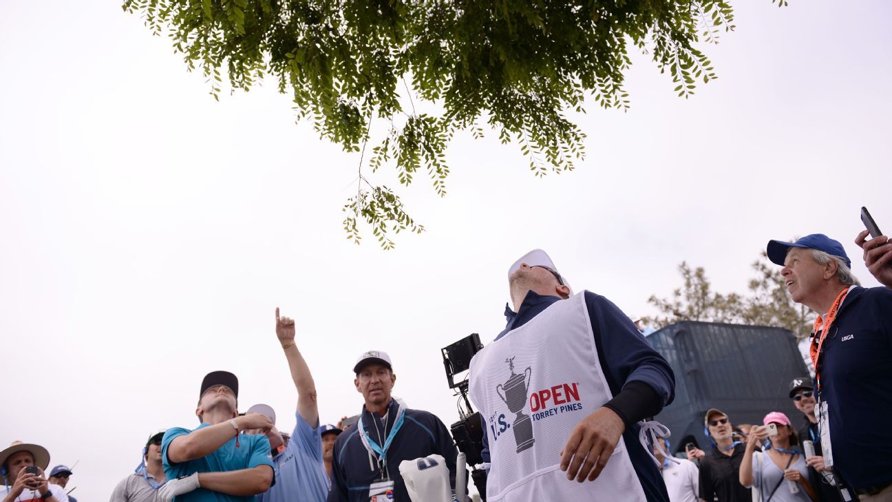 A ball in a tree, a fan in the fairway with a golf club ...