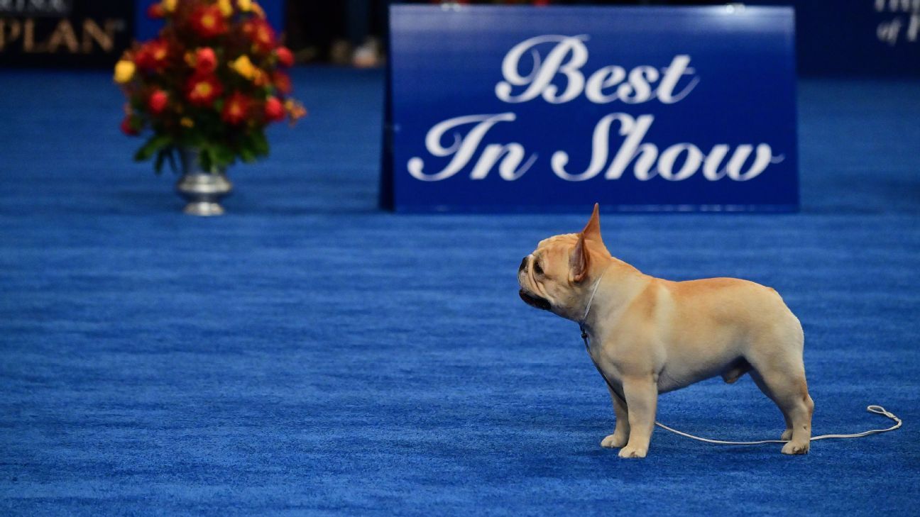 This bulldog love the Dallas Cowboys!