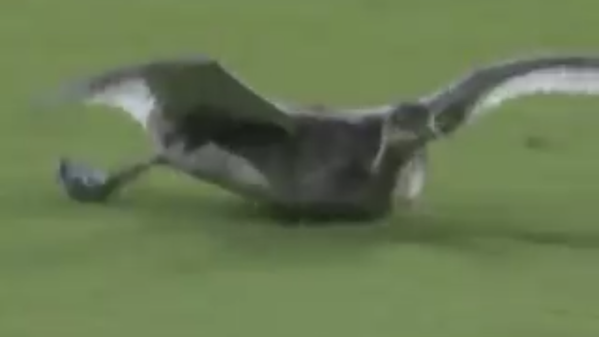 Furry, feathered and winged: Creatures run loose in stadiums