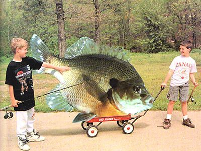 biggest bluegill in the world