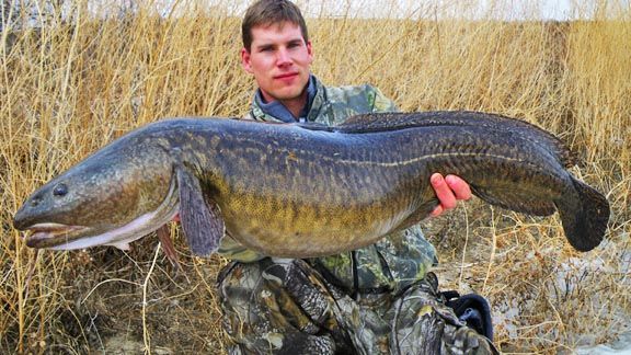 An Indiana record burbot gives a chance to dive into a most unusual freshwater  fish - Chicago Sun-Times