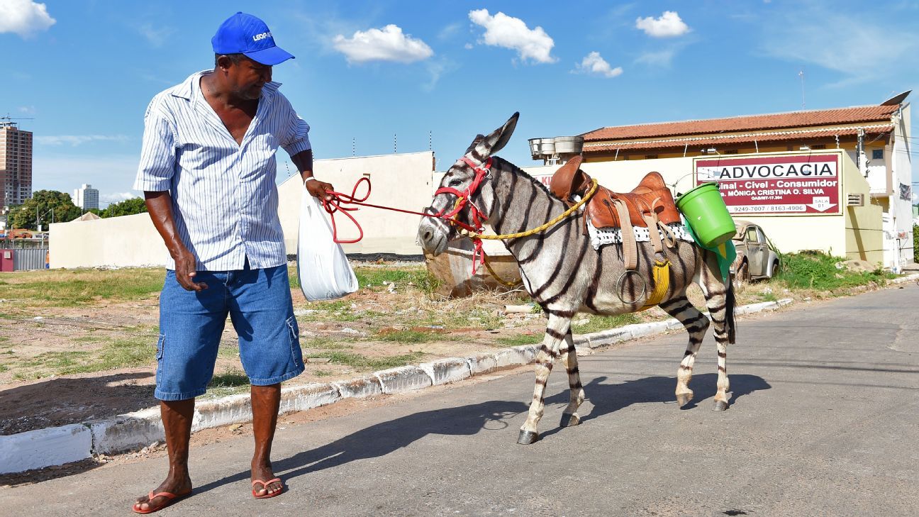 Dicionário de animais do futebol brasileiro: zebras, vacas, onças e muito mais