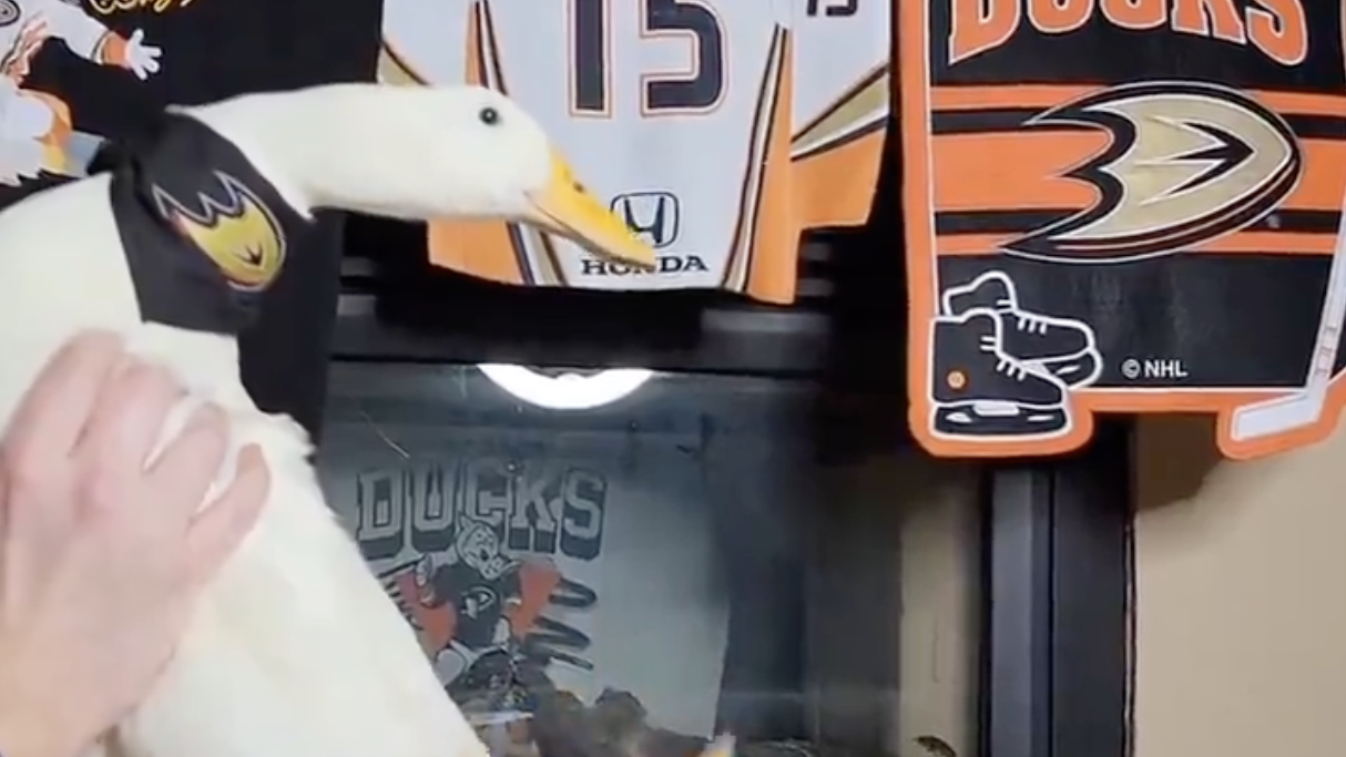 Meet 'Ben Afquack,' an actual duck that leads the Anaheim Ducks' celebrations on social media